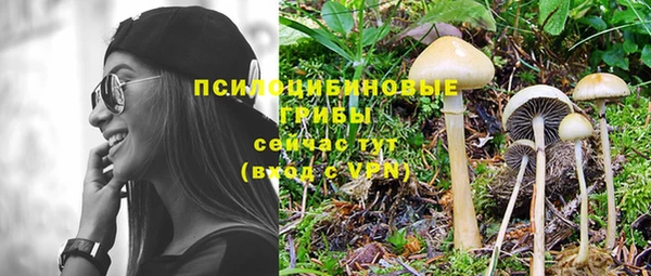 прущие грибы Костерёво